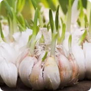 Анонс картинки для статьи «Посевной чеснок » Анонс картинки для статьи «Посевной чеснок »