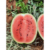 Картинка анонса товара «арбуз мирза f1 (4шт.) сибирский сад»