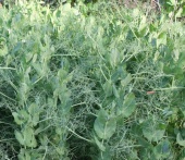 Картинка анонса товара « горох посевной софья 1кг весом гавриш» Картинка анонса товара « горох посевной софья 1кг весом гавриш»