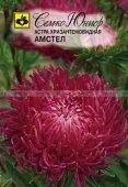 Астра хризантемовиднная Амстел