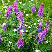 Картинка анонса товара «вика яровая льговская 22/сидерат/1кг/ "гавриш"»