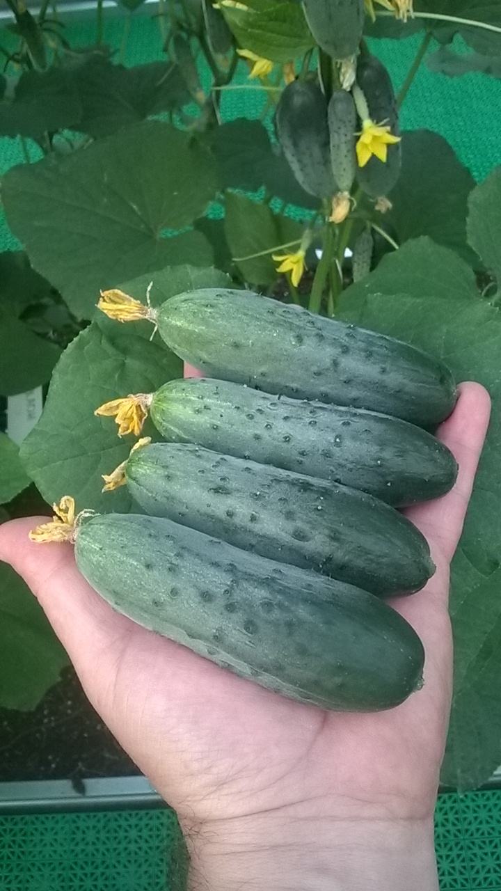 Сравнительный анализ гибридов огурца в пленочной теплице весенне-летнего оборота