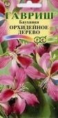 Баухиния Орхидейное Дерево 1г 12 см 