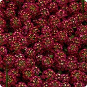 Картинка анонса товара «алиссум медовая снежинка (10шт)"евросемена"»