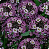 Картинка анонса товара «астра хамелеон пурпурит лилак фрост (5шт) "евросемена"»