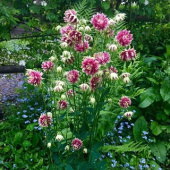 Картинка анонса товара «аквилегия нора барлоу (0,1г) "евросемена"»