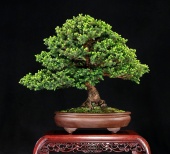 Ель Аянская/Бонсай/10шт/ 