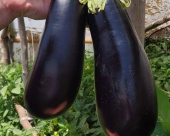 Картинка анонса товара «баклажан кочегар (3шт.) евросемена»