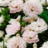 Картинка анонса товара «гвоздика турецкая корона грешницы  (5шт) "евросемена"»