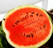 Картинка анонса товара «арбуз сармат f1 (5шт.) евросемена»