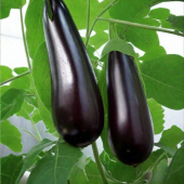 Картинка анонса товара «баклажан индиго f1 5шт. гавриш»