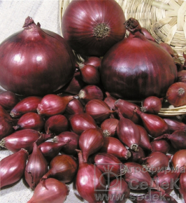 Лук-севок Ред Барон (0,5кг) Лук-севок Ред Барон (0,5кг)