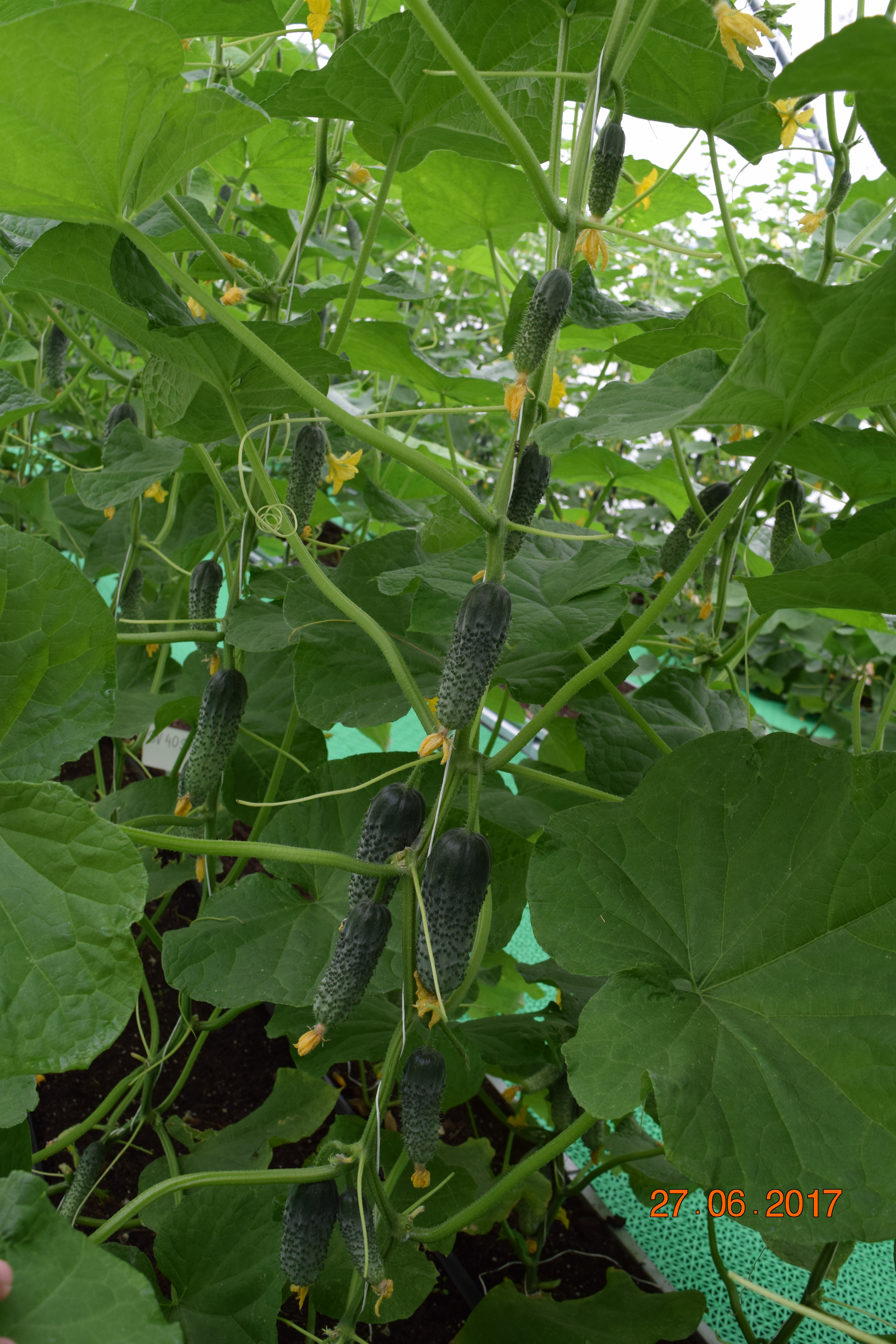 Тестирование гибридов огурца в пленочной теплице весенне-летнего оборота                                                     В Белгородской области