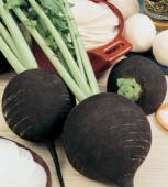 Редька Зимняя круглая черная (1г) 