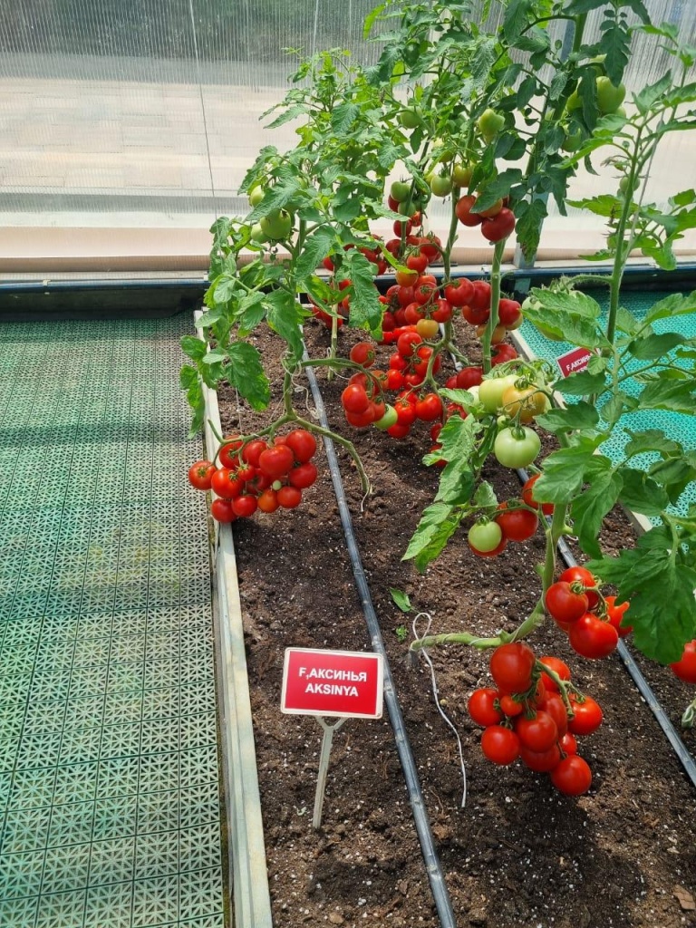 659bdc66-38f9-4447-b722-f81ba31a28e9.jpg 659bdc66-38f9-4447-b722-f81ba31a28e9.jpg