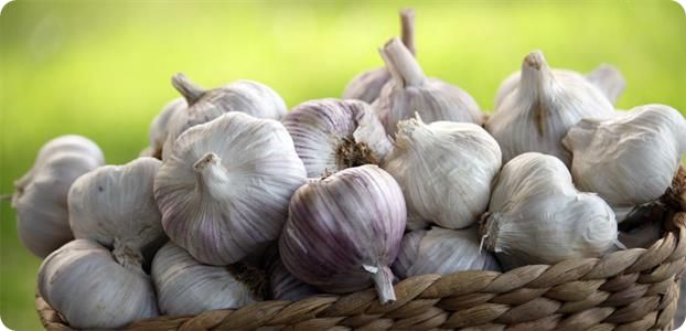 Чеснок 2 Чеснок 2