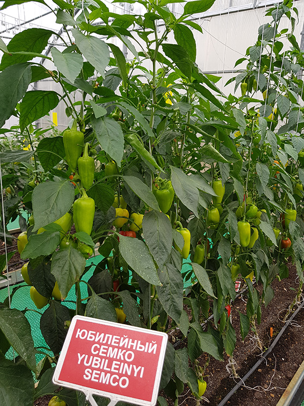 20190927_140922.jpg 20190927_140922.jpg