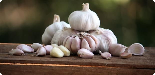 Чеснок Чеснок