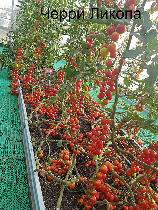 20180831_172224.jpg 20180831_172224.jpg