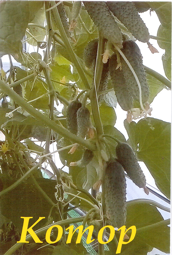 котор 001.jpg котор 001.jpg