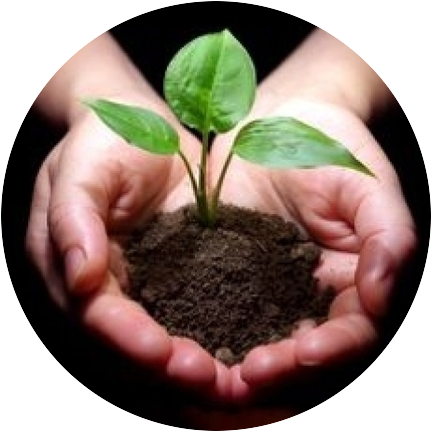 Саженец.png Саженец.png