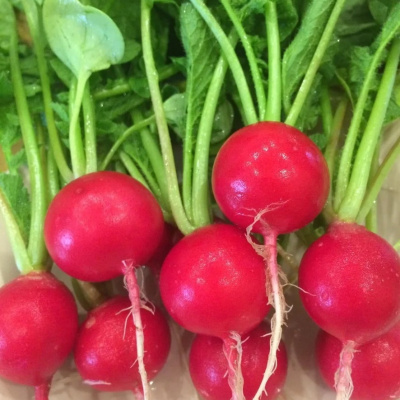 Детальная картинка товара «редис черриэт f1 (1000шт) sakata»