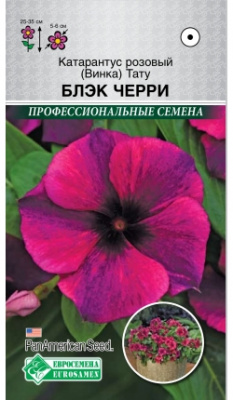 Катарантус розовый/Винка/Тату Блэк Черри (5шт) 