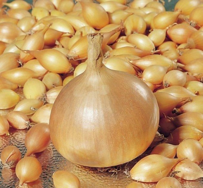 Лук-севок Радар (0,5кг) Лук-севок Радар (0,5кг)