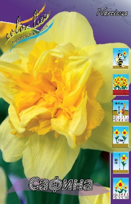 Нарцисс Сафина