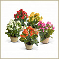 Изображение раздела «Цветы в горшках» Изображение раздела «Цветы в горшках»