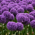 Изображение раздела «Лук декоративный » Изображение раздела «Лук декоративный »