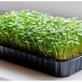Изображение раздела «Микрозелень»