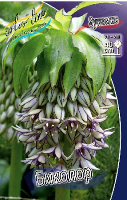 Эукомис Биколор 2 луковицы