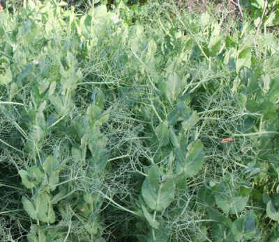 Детальная картинка товара « горох посевной софья 1кг весом гавриш»