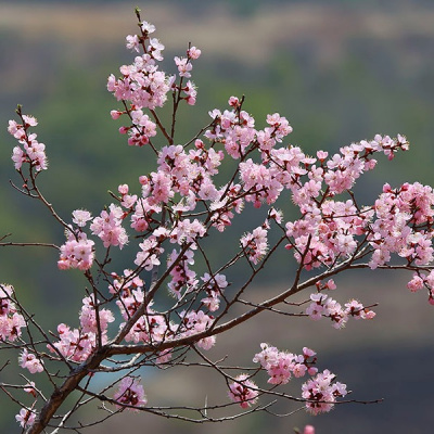 Детальная картинка товара «абрикос манчжурский розовая дымка (3шт,) гавриш»