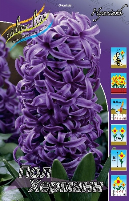 Гиацинт Пол Херманн