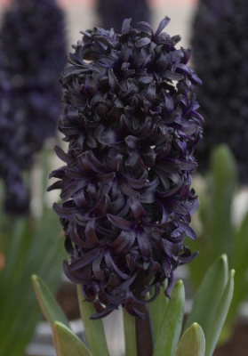 Гиацинт Дарк Дименшн 3 луковицы