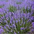 Изображение раздела «Лаванда » Изображение раздела «Лаванда »
