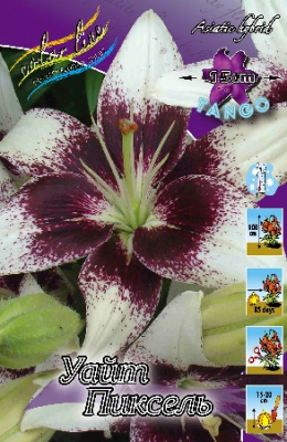 Лилия Уайт Пиксель 3 луковицы