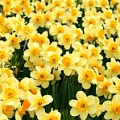 Изображение раздела «Нарциссы» Изображение раздела «Нарциссы»