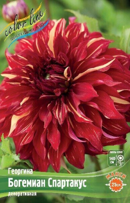 Детальная картинка товара «георгина богемиан спартакус/1шт/»