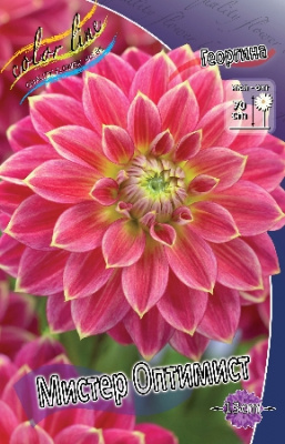 Георгина Мистер Оптимист