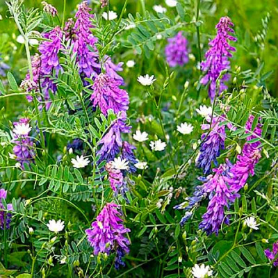 Детальная картинка товара «вика яровая льговская 22/сидерат/1кг/ "гавриш"»