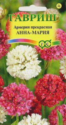 Армерия прекрасная Анна-Мария 