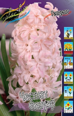 Гиацинт Честнат Флауэр