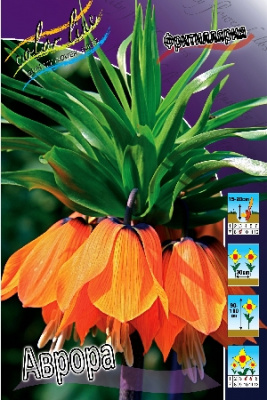 Фритиллярия Аврора