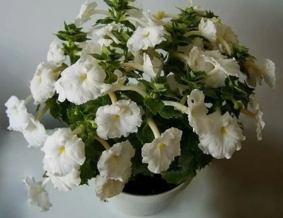 Детальная картинка товара «ахименес уайт/1шт/»