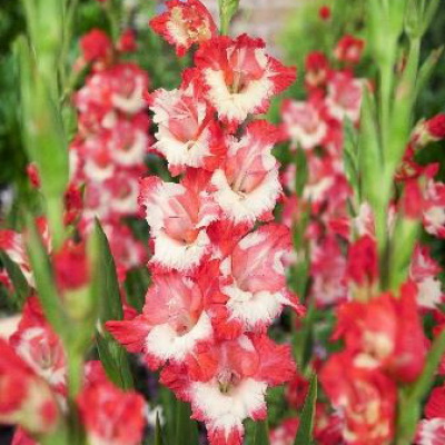 Гладиолус Комеди 10шт