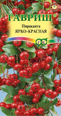 Пираканта Ярко-красная (5шт) 